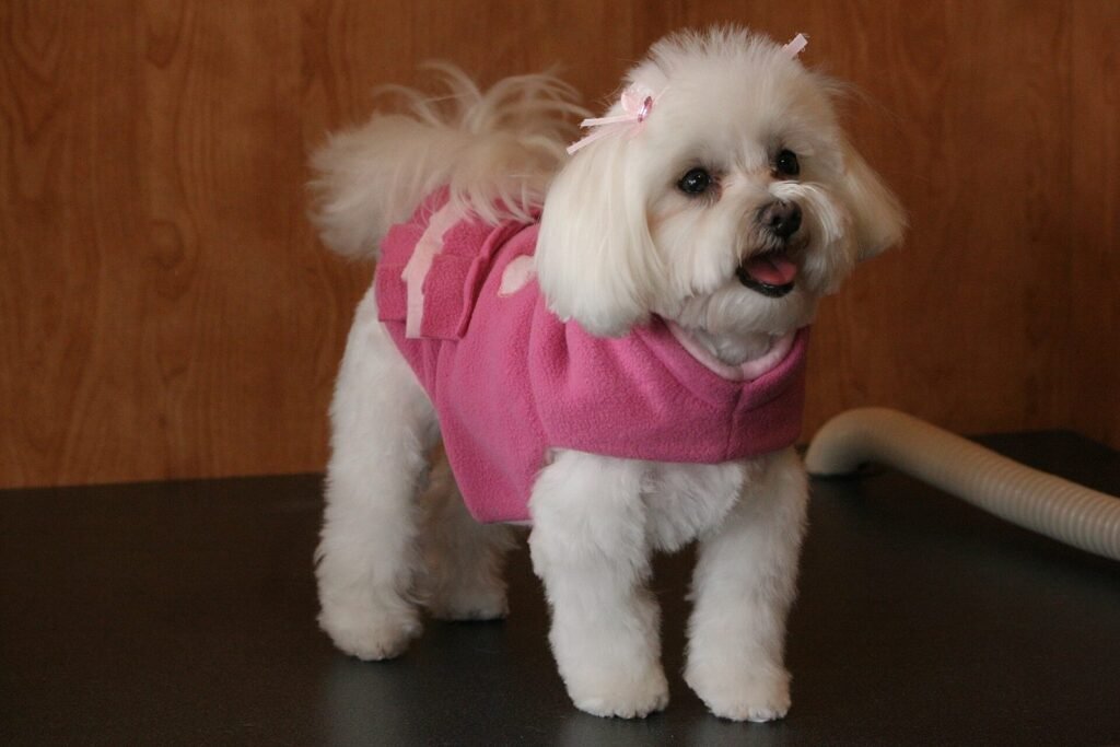 A Maltese in a knitted jumper standing indoors