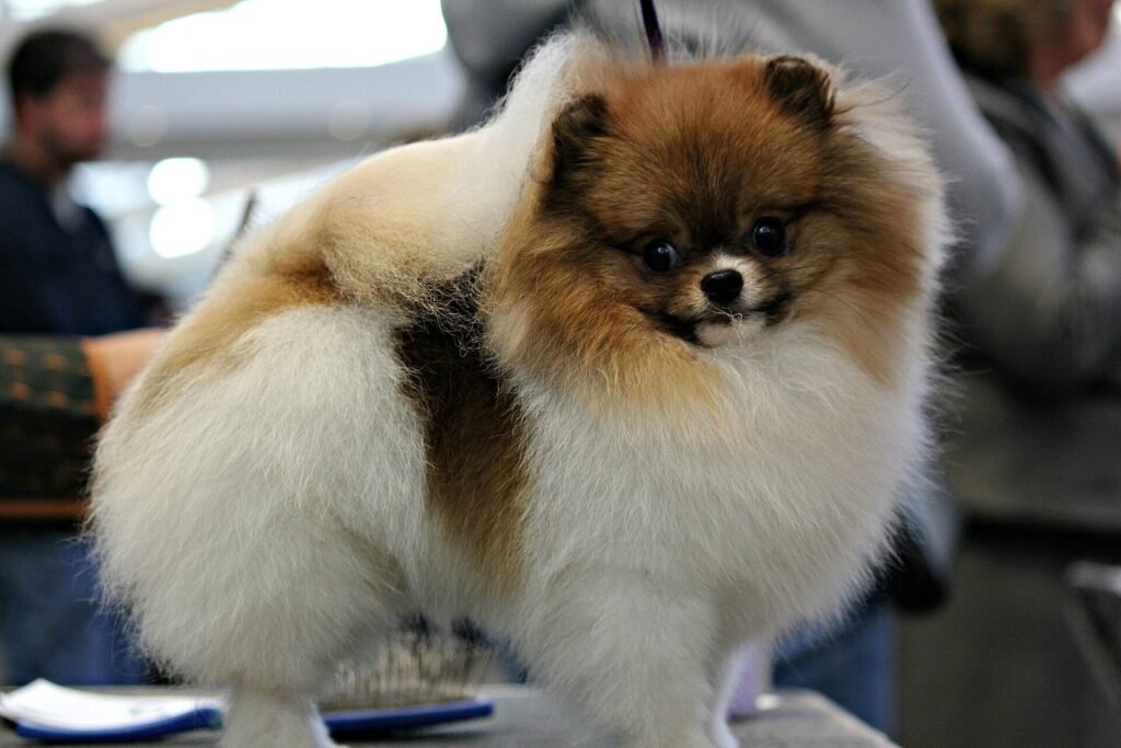 A particolor Pomeranian standing on a table at a dog show