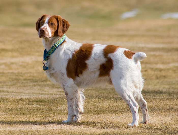 13 Dog Breeds Born Without A Tail Citydogslife
