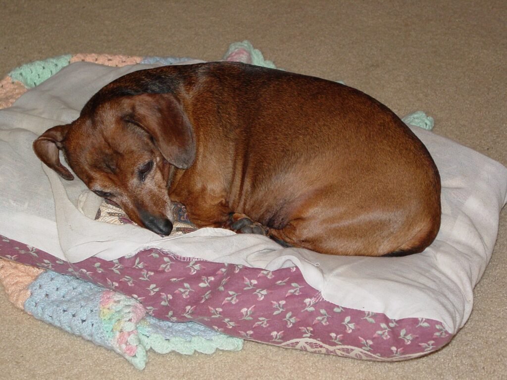 Dachshund sleeping curled up on a cushioned dog bed