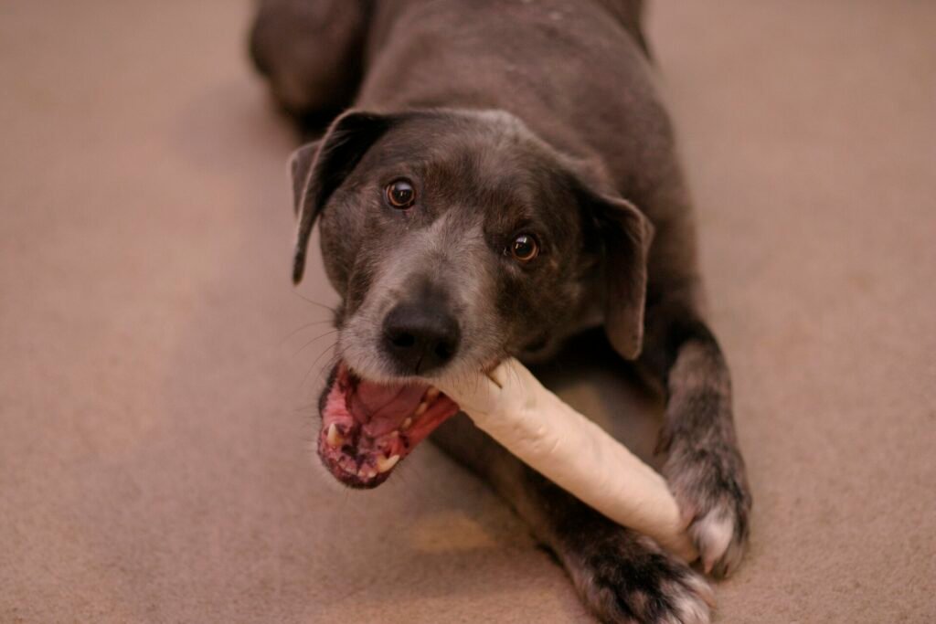 Grey dog lying on the floor chewing a rawhide bone