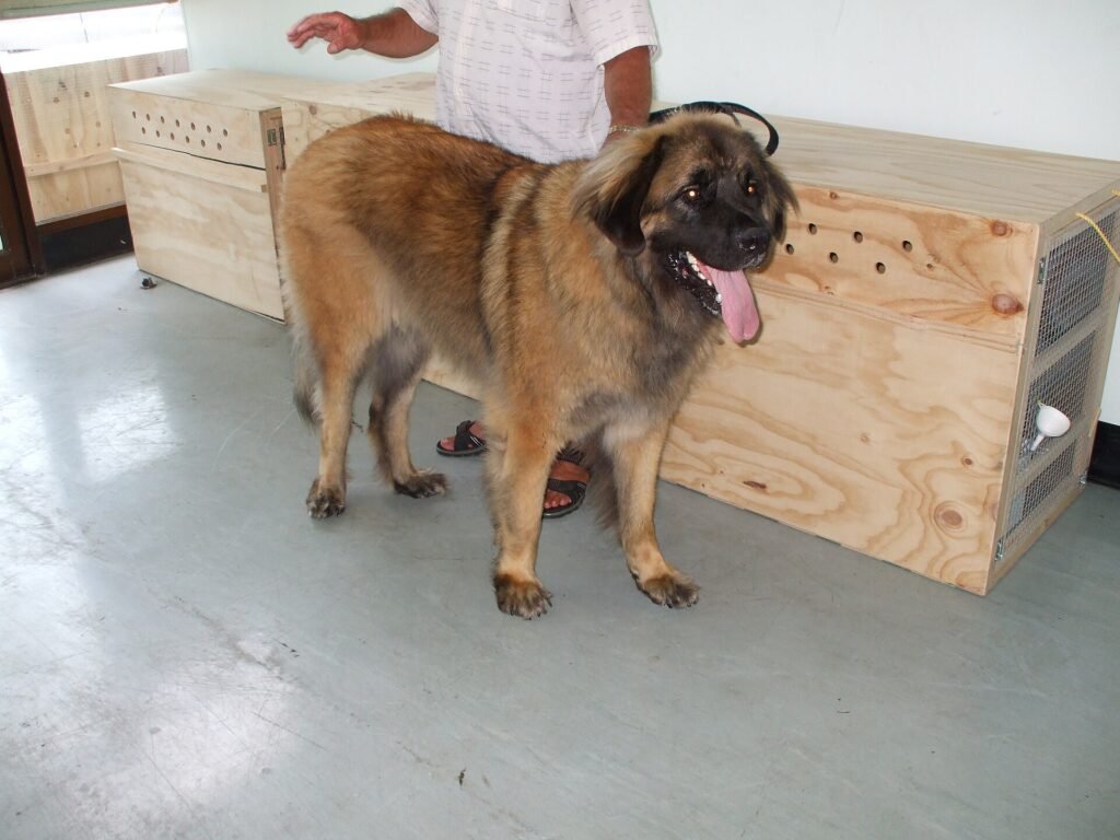 Large dog standing next to a wooden travel crate