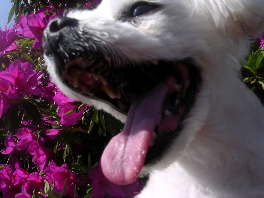Small white dog panting with its tongue out on a warm day