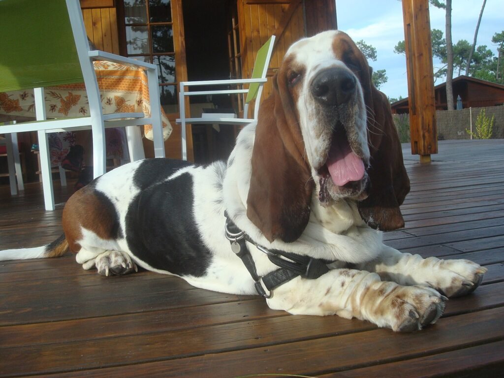 Basset Hound lying on a wooden terrace