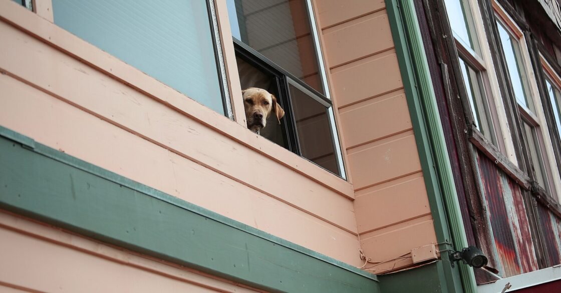 A Labrador leaning out of an open apartment window