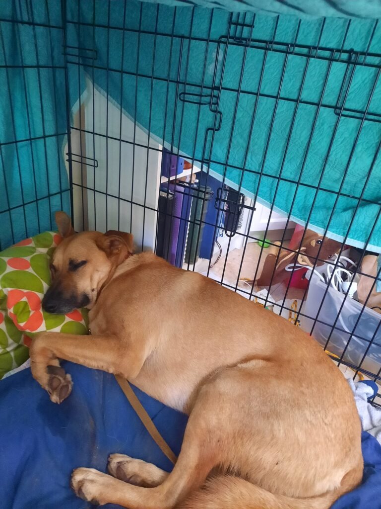 A tan dog sleeping inside a wire crate with a teal cover