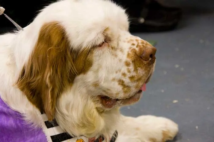 Clumber Spaniel