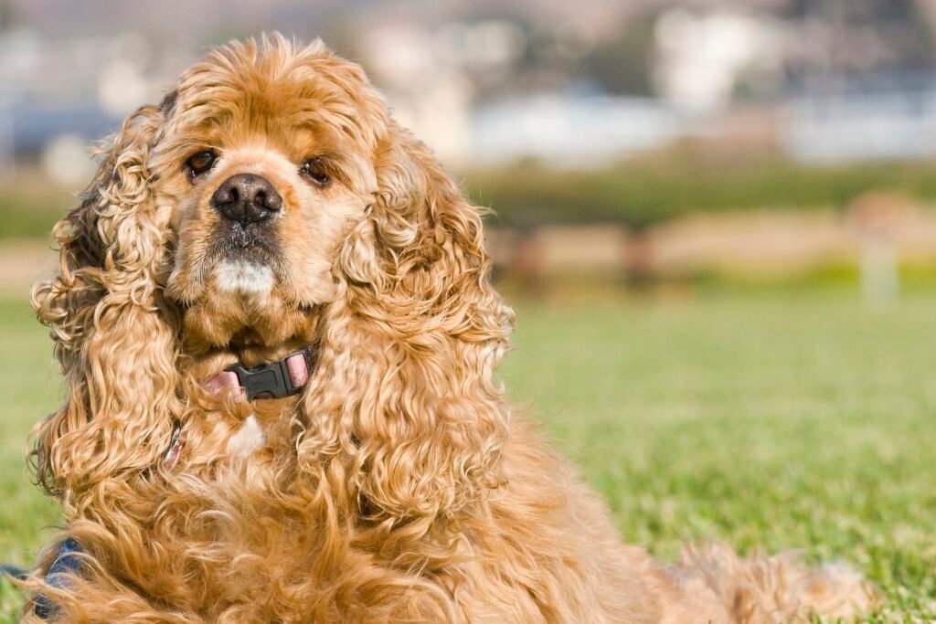 Buff coloured American Cocker Spaniel sitting on grass outdoors