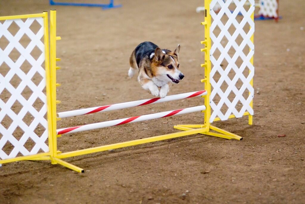 Pembroke Welsh corgi running an agility course