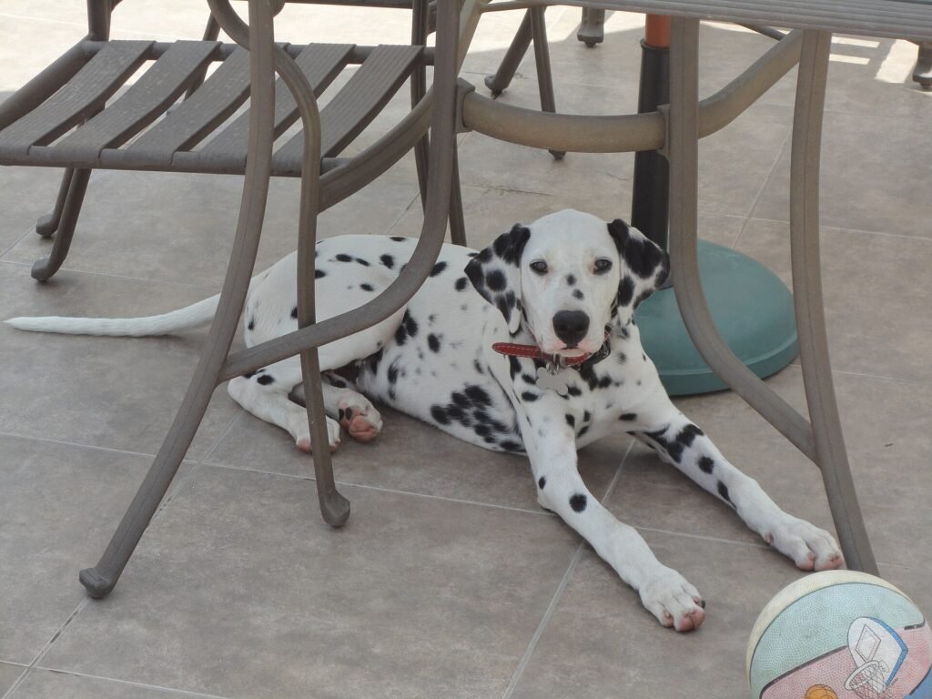 Five-month-old Dalmatian puppy