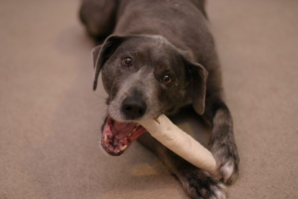 A dog lying down and gnawing on a rawhide chew held between its front paws