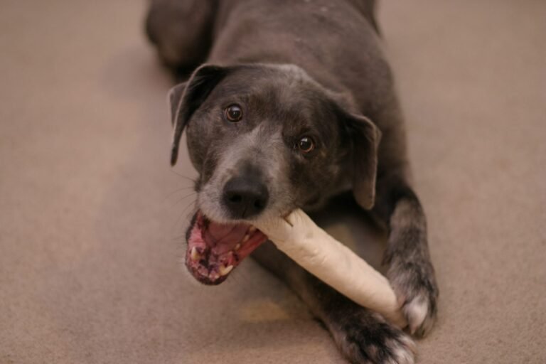 A dog lying down and gnawing on a rawhide chew held between its front paws