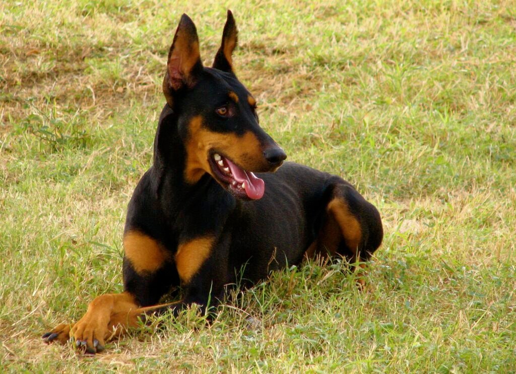 Black and tan Doberman lying calmly on grass with its mouth open