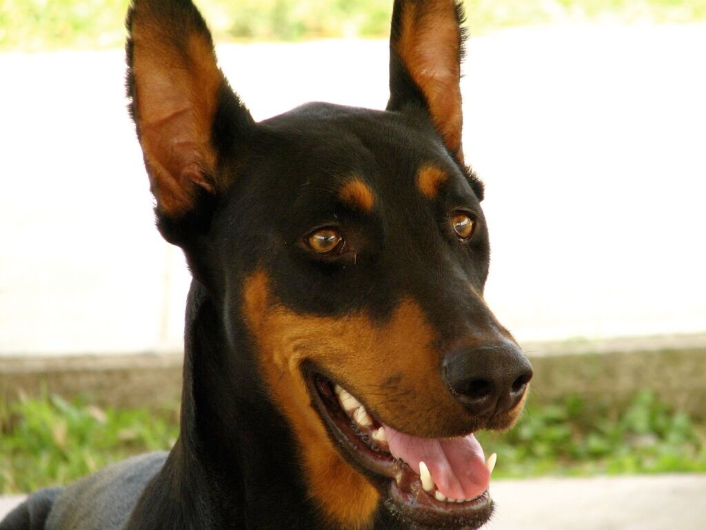 Head portrait of a black and tan Doberman with erect ears, outdoors