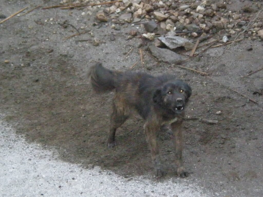 Dog barking at a passerby outside its home