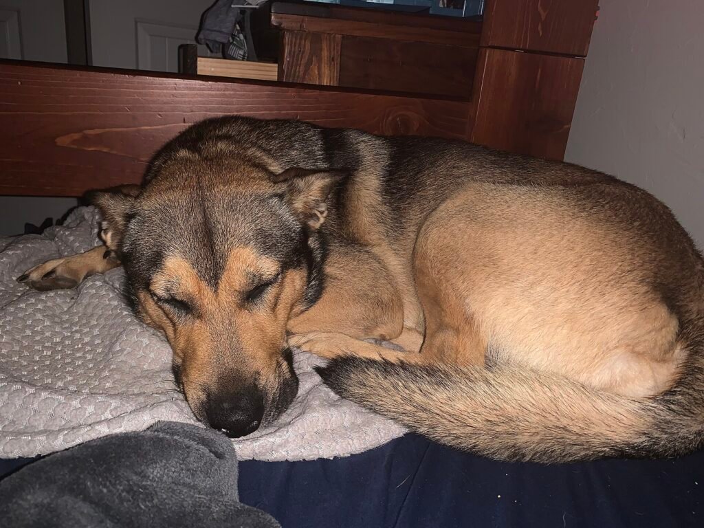 Tan and black shepherd mix curled up asleep on a bed next to a pillow
