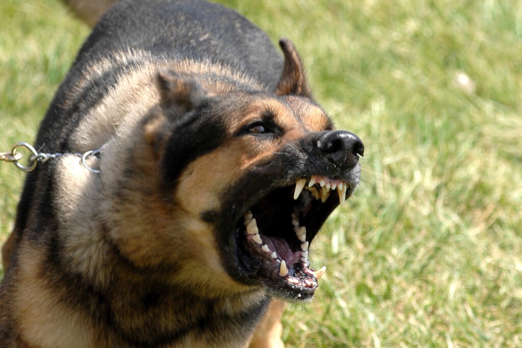 Dog barking