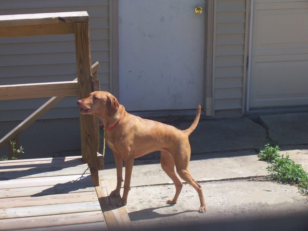Tan short haired dog standing on a porch and barking towards a door