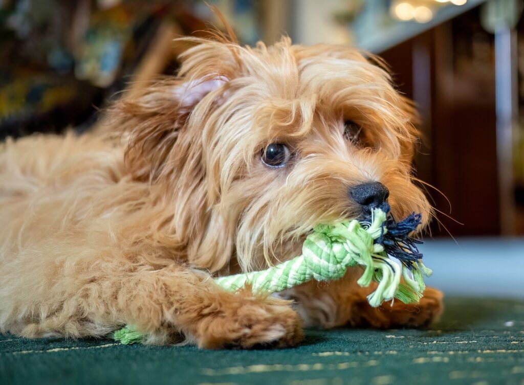 Apricot Maltipoo lying on a rug and chewing a green rope toy