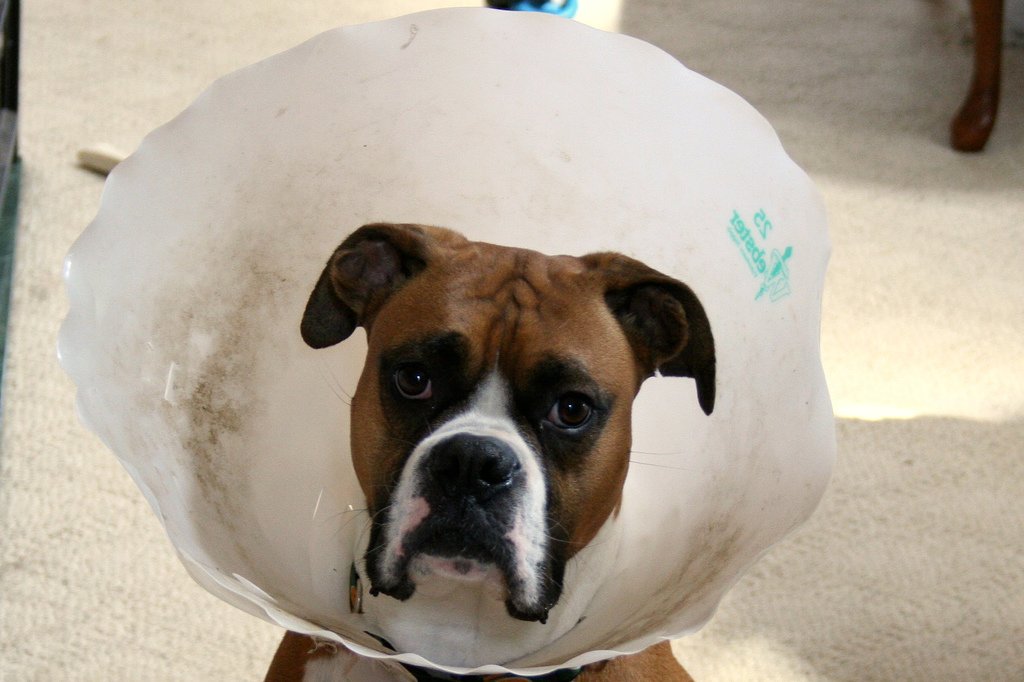 Dog wearing a protective cone to stop it licking its paws