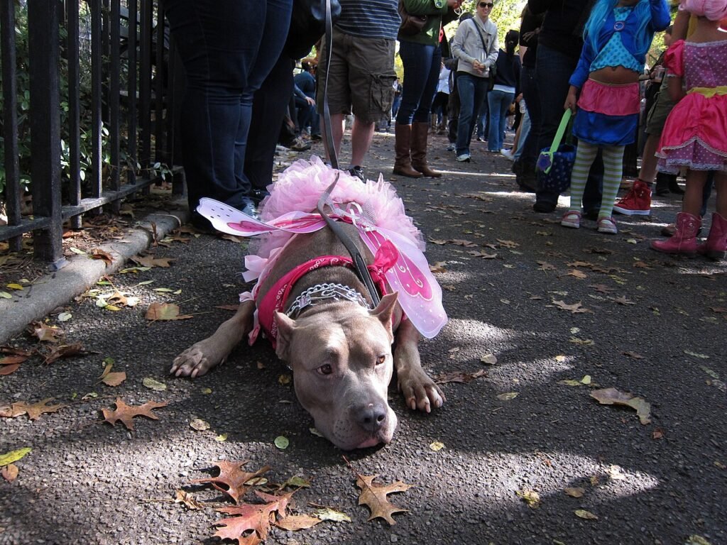 A gray dog lying on a path in a pink fairy costume with a tutu and wings, with a Halloween parade crowd behind