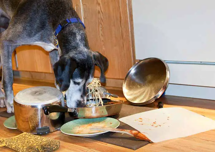Ways to Get Your Dog to Eat Dog Food Again