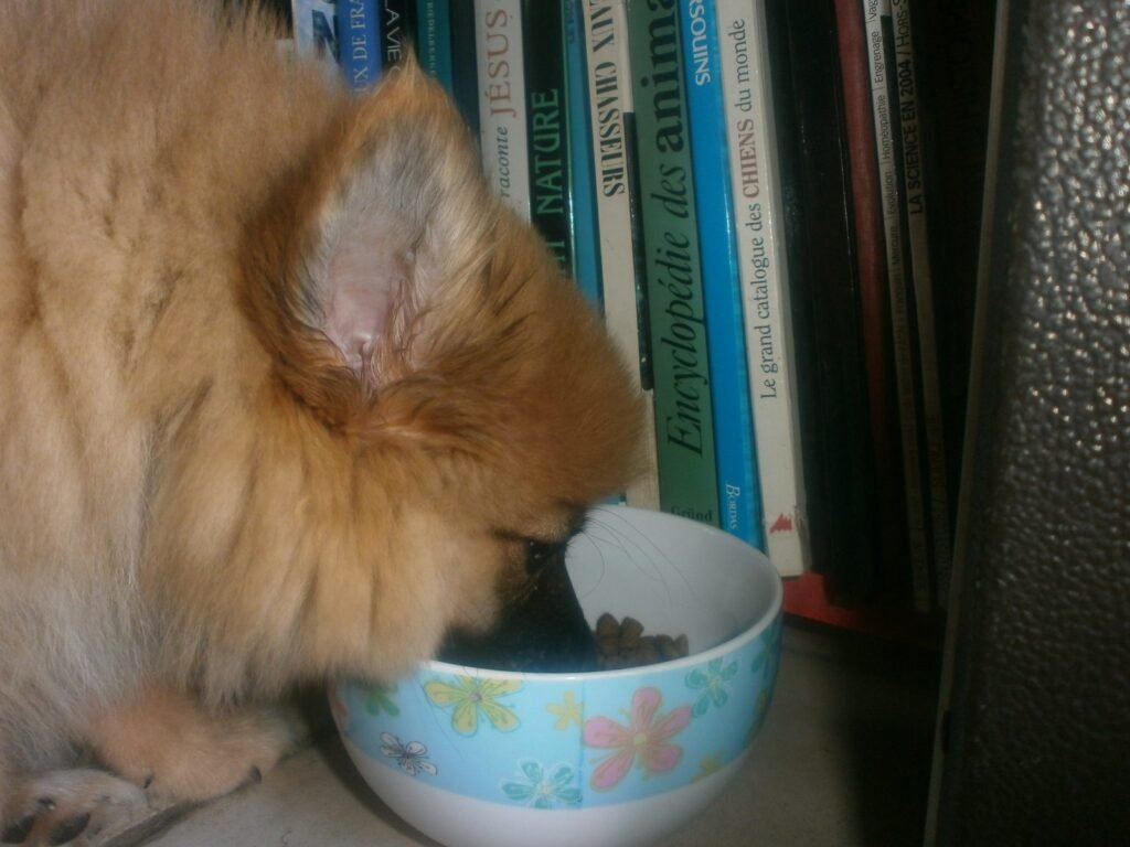 A young spitz with its muzzle deep in a food bowl on an indoor floor