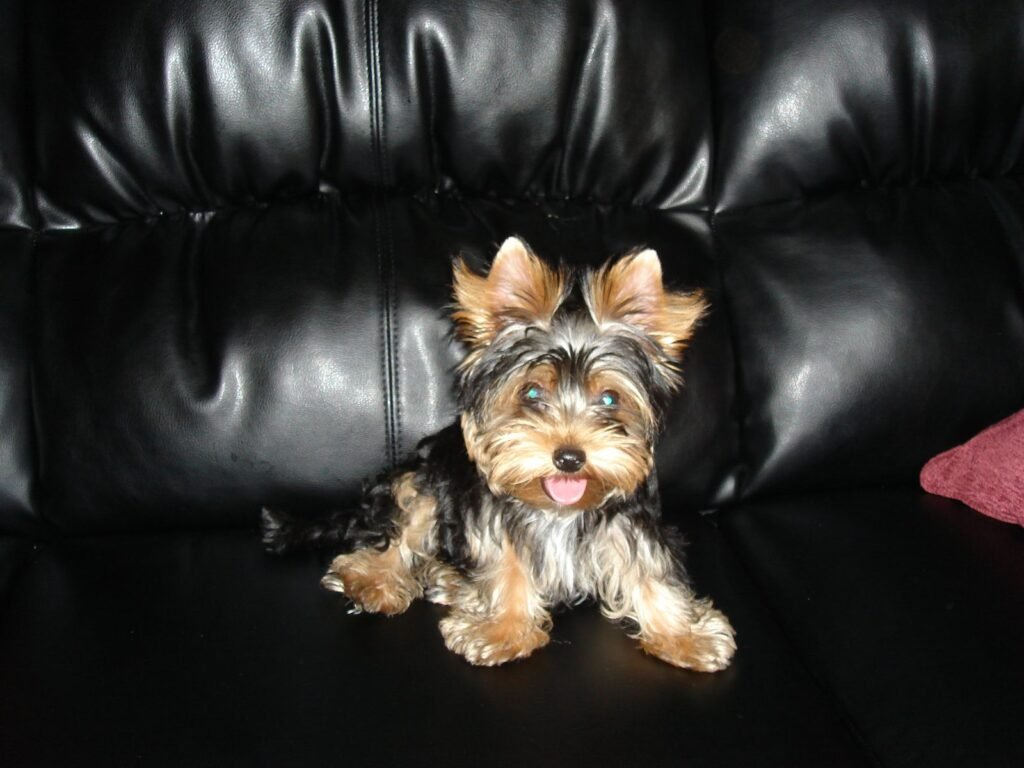 A Yorkshire terrier sitting on a dark leather sofa in a living room