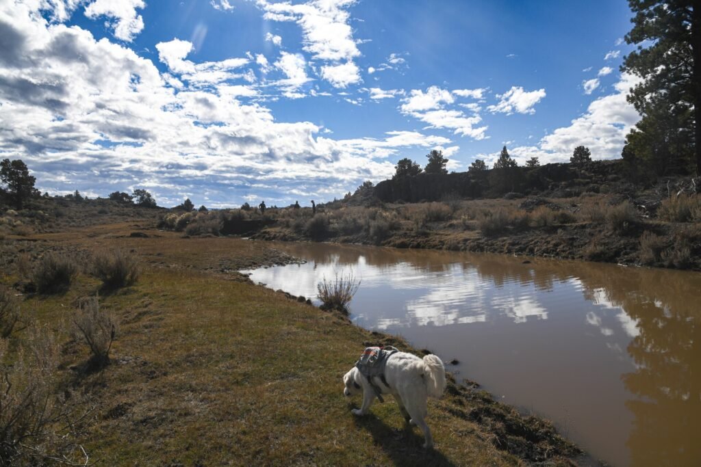 White dog in a harness sniffing the ground on a trail
