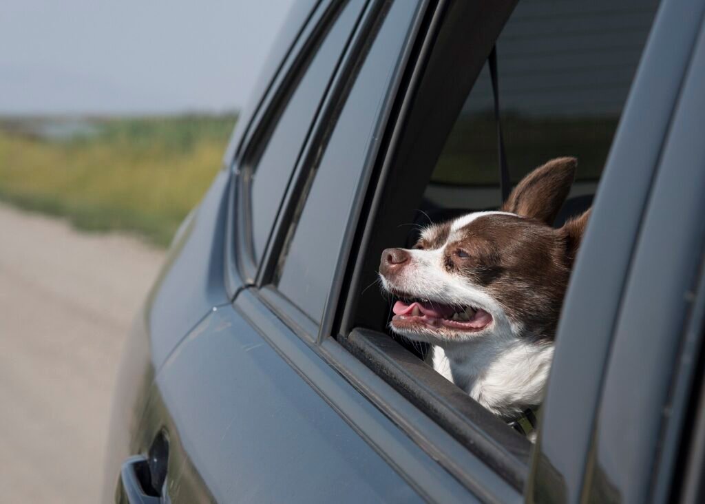 Dog with its head out of a moving car window