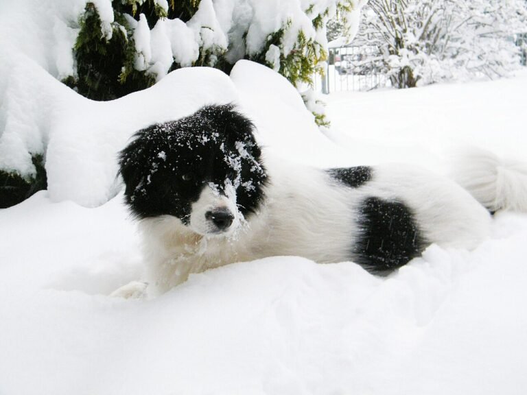 Black-and-white puppy lying in deep snow with flakes on its face