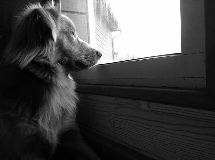 Dog home alone in window