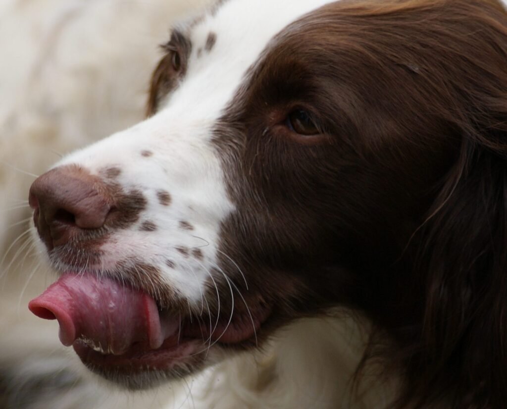 Close-up of a dog muzzle, tongue curled back over the nose and loose lips