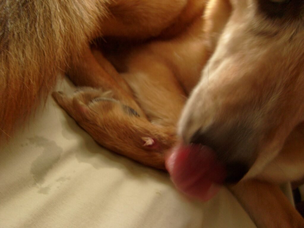 Dog licking its front paw