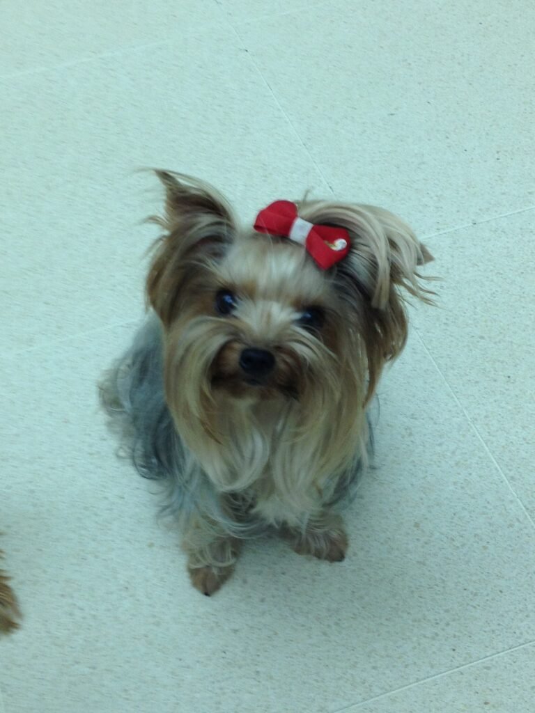 Yorkshire terrier sitting on a pale floor and looking straight up at the camera