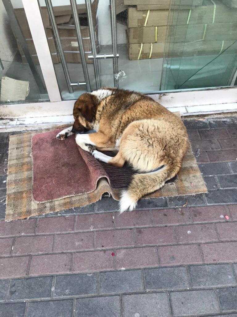 Dog lying on a rug in an apartment