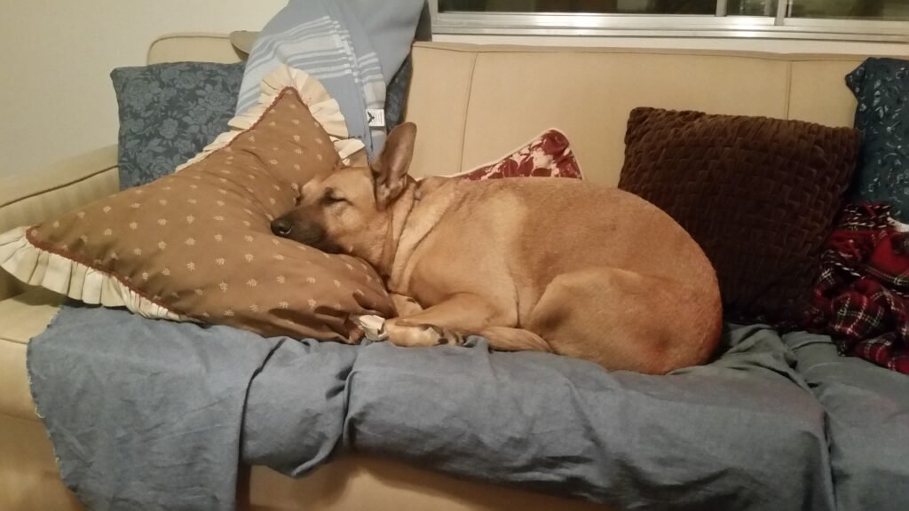 Dog relaxing on a couch