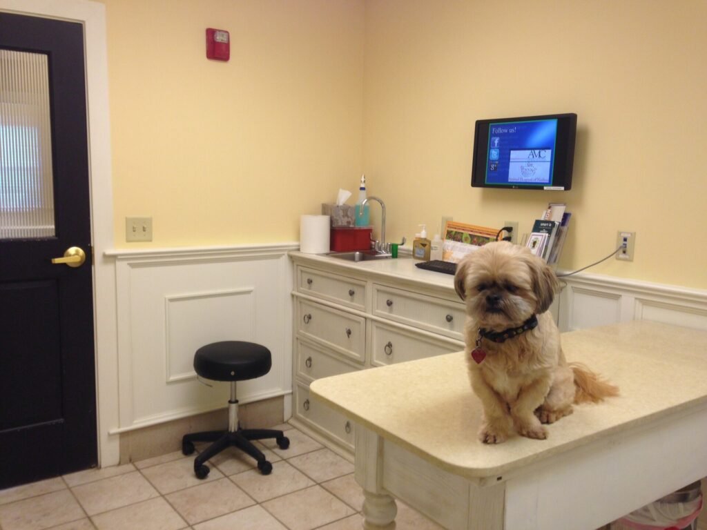 Small dog sitting on the examination table of a veterinary consulting room