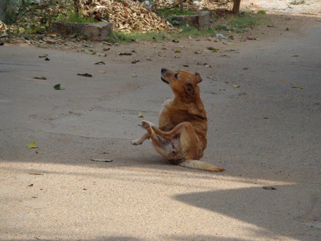 Dog scratching itself