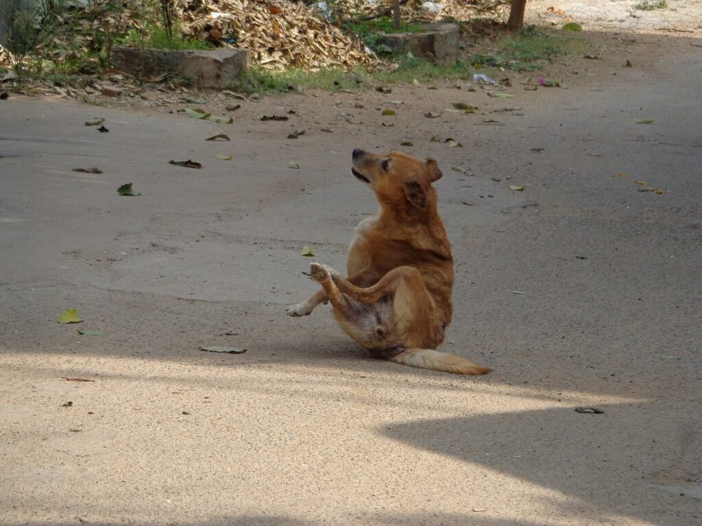 Dog scratching an itch with its hind leg