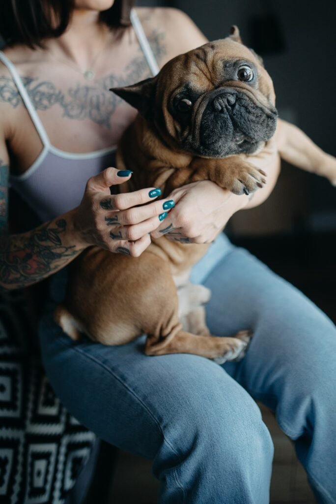 French bulldog sitting on the lap of a woman seated indoors