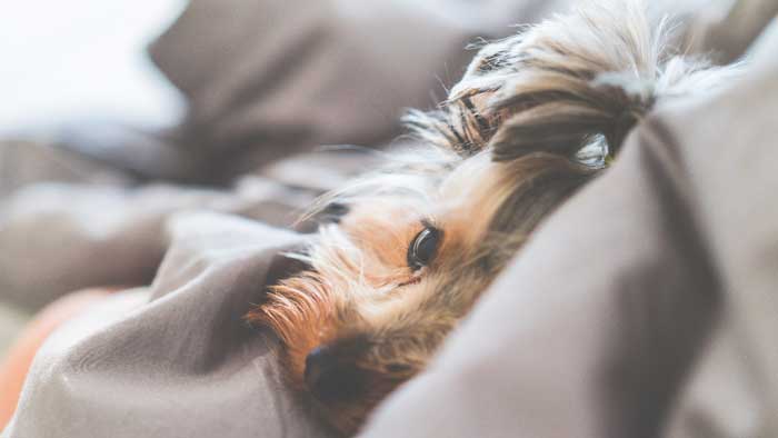 Why Does My Dog Sleep Between My Legs? (5 Main Reasons)