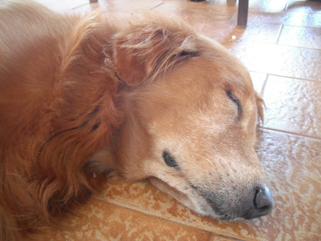 Older dog sleeping on the floor while home alone