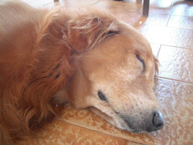 Older dog sleeping on the floor while home alone