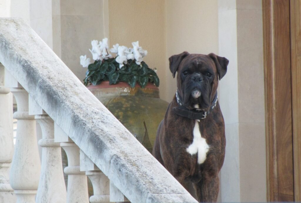A brindle dog standing at the foot of an indoor staircase beside a white banister