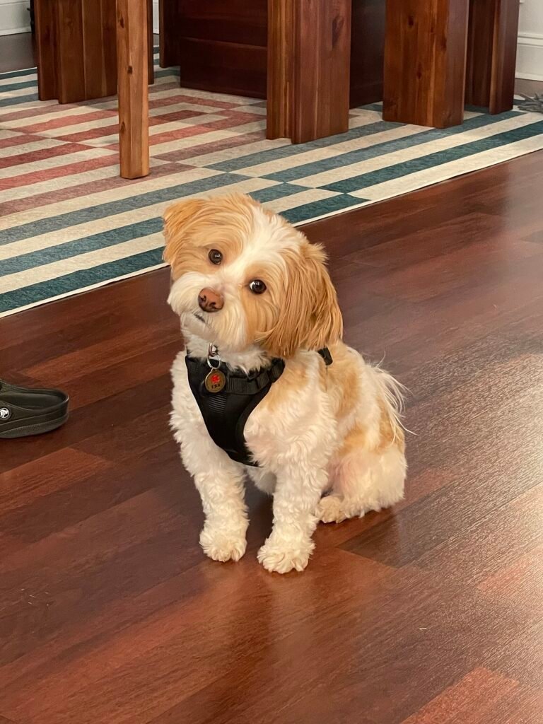 Small cream coloured dog in a harness sitting on a wooden floor with its head tilted