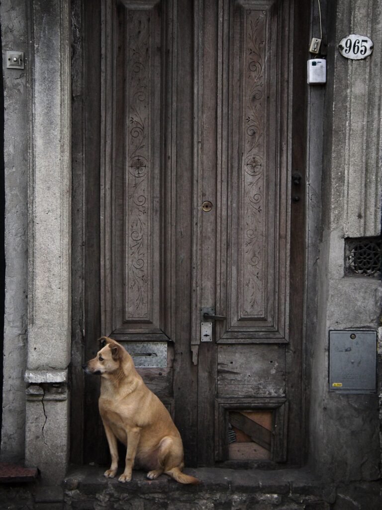 Dog sitting alone in front of a closed wooden door on a street