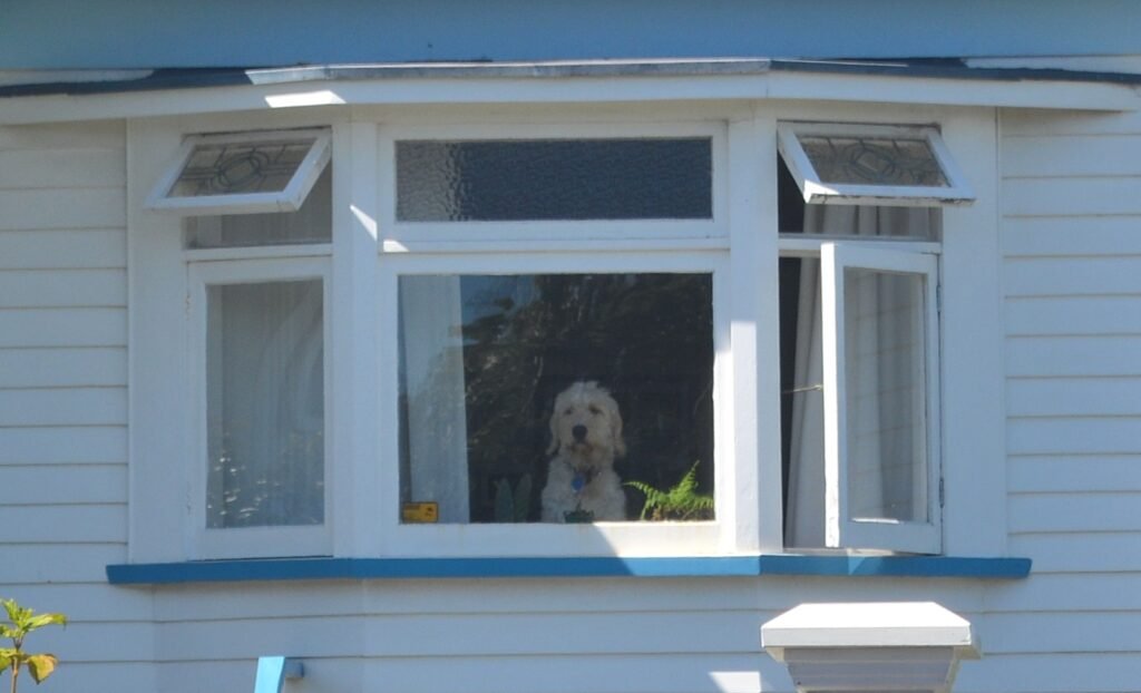 Shaggy dog watching from behind the window of a white weatherboard house