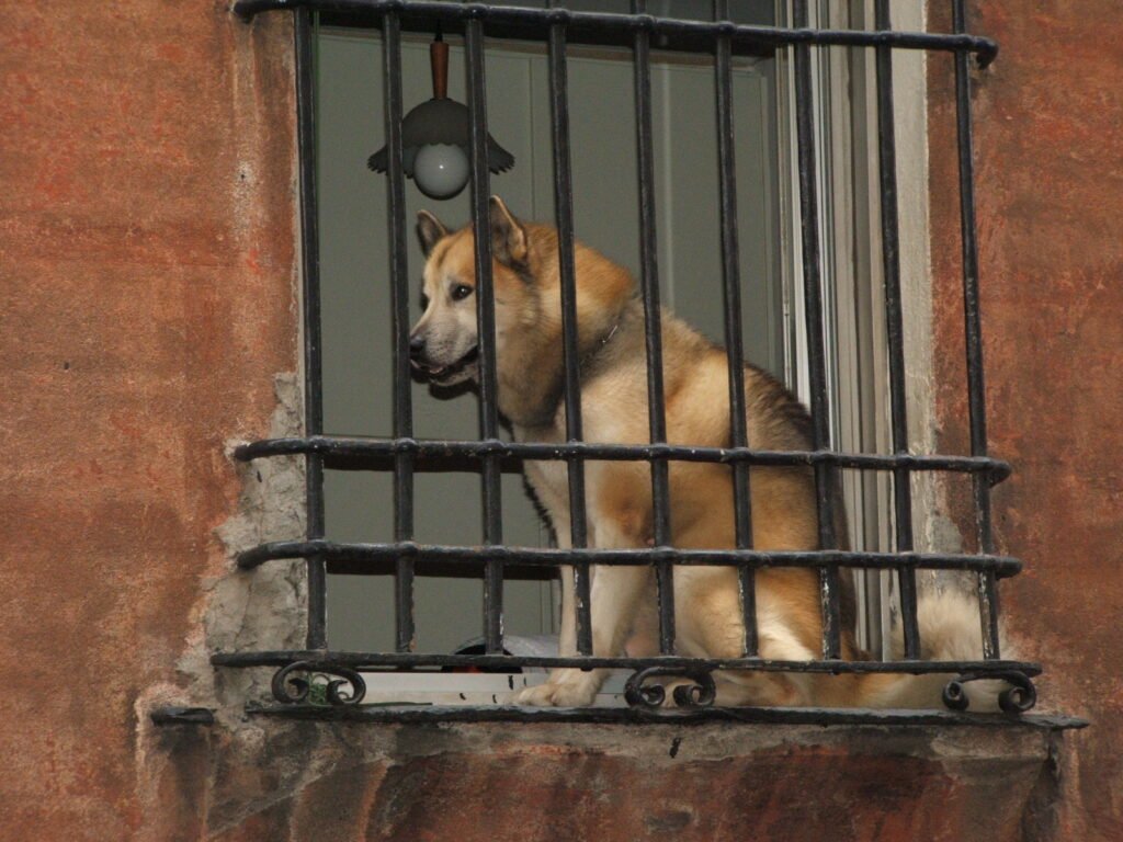 Dog watching the street from a window
