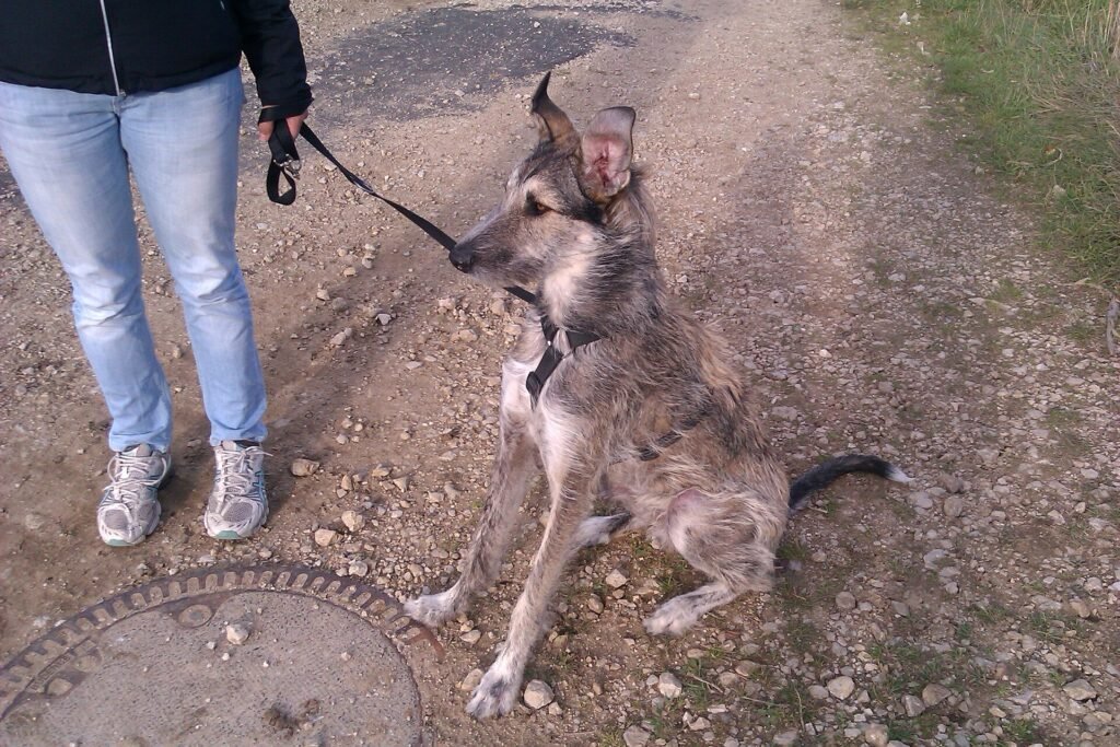 Mixed-breed dog wearing a walking harness